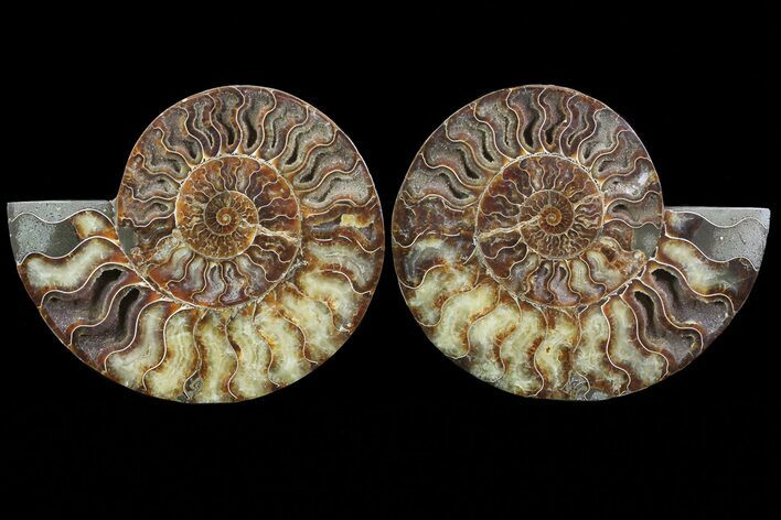 Cut & Polished Ammonite Fossil - Agatized #67903